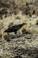 Image of Palm-nut Vulture