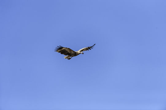 Image of Palm-nut Vulture