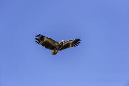 Image of Palm-nut Vulture