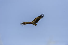 Image of Palm-nut Vulture