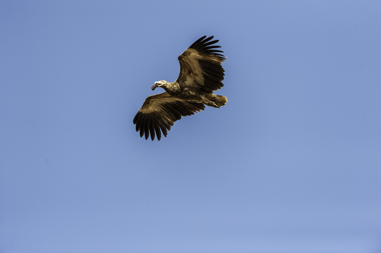 Image of Palm-nut Vulture