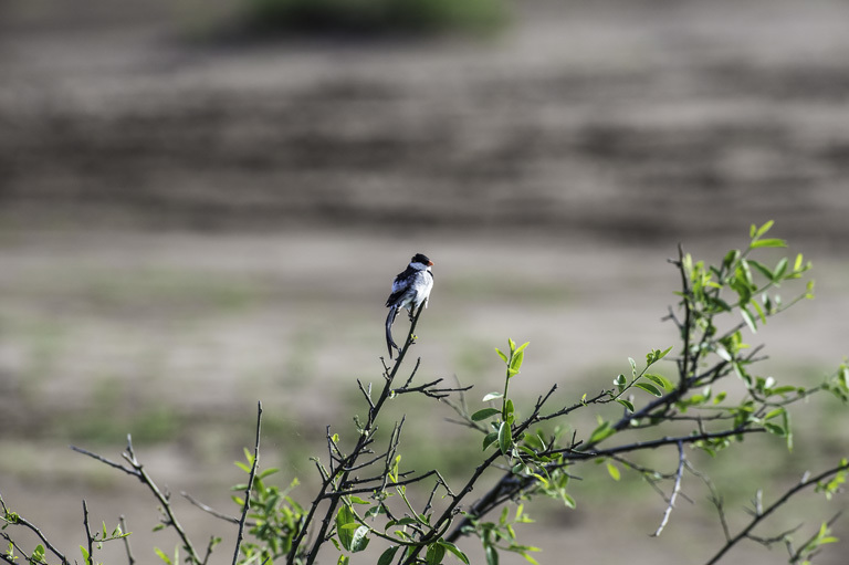 Image of Pin-tailed Whydah