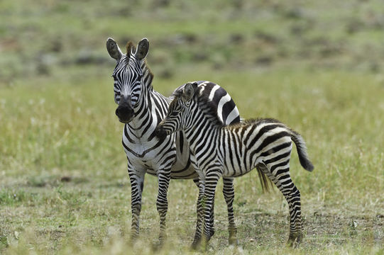 Image of Grant's zebra