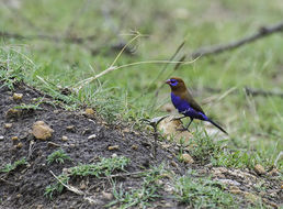 Image of <i>Uraeginthus ianthinogaster</i>