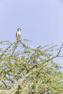 Image of African Pygmy-falcon