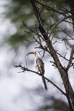 Image of Northern Red-billed Hornbill