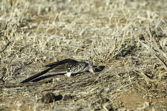 Image of Northern Red-billed Hornbill