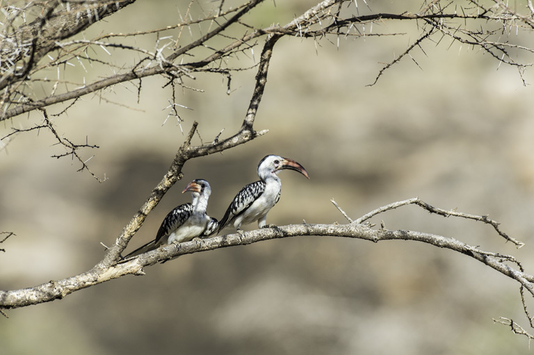Image of Northern Red-billed Hornbill
