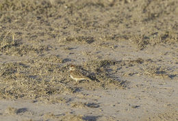 Image of Red-capped Lark