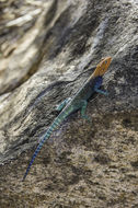 صورة Agama lionotus Boulenger 1896