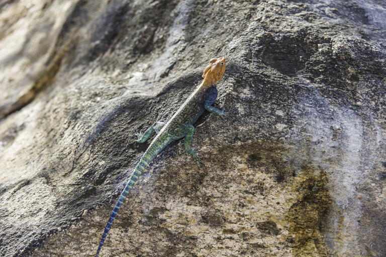 Image of Kenya Rock Agama