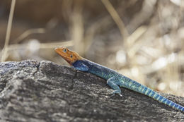 صورة Agama lionotus Boulenger 1896