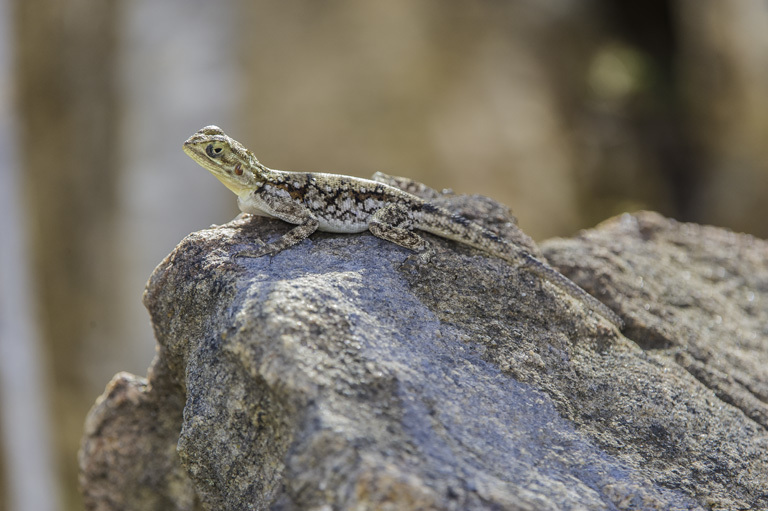 صورة Agama lionotus Boulenger 1896