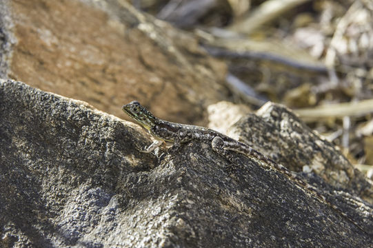 Image of Kenya Rock Agama