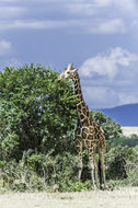 Image of Reticulated Giraffe