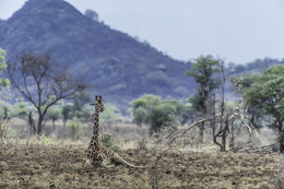 Image of Reticulated Giraffe