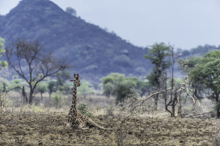 Plancia ëd <i>Giraffa camelopardalis reticulata</i>