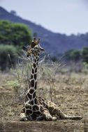 Image of Reticulated Giraffe