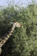 Image of Reticulated Giraffe