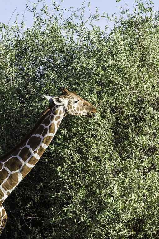 Plancia ëd <i>Giraffa camelopardalis reticulata</i>