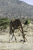 Plancia ëd <i>Giraffa camelopardalis reticulata</i>