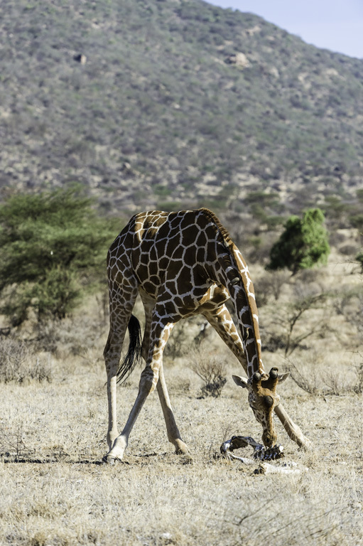 Plancia ëd <i>Giraffa camelopardalis reticulata</i>