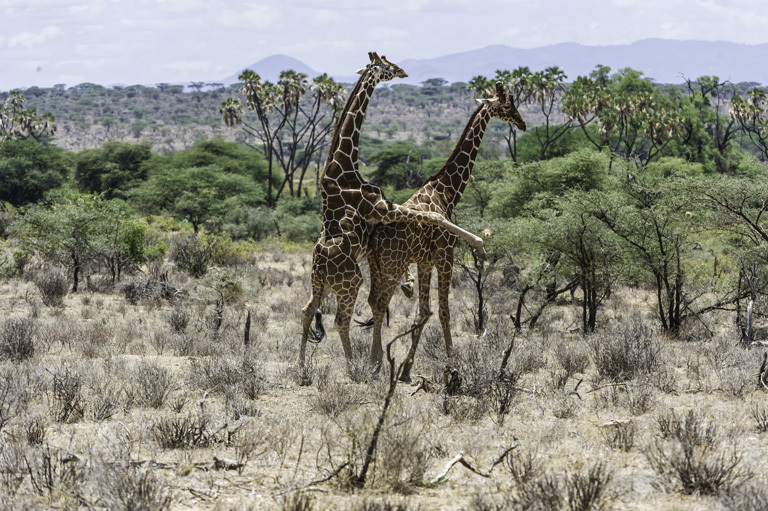 Plancia ëd <i>Giraffa camelopardalis reticulata</i>