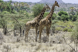 Image of Reticulated Giraffe