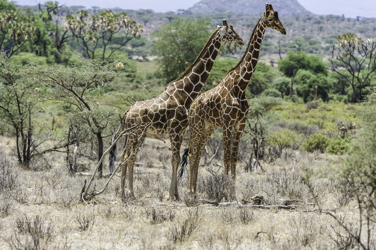 Plancia ëd <i>Giraffa camelopardalis reticulata</i>