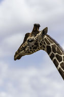 Image of Reticulated Giraffe