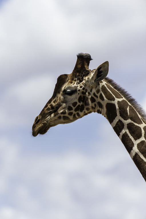 Plancia ëd <i>Giraffa camelopardalis reticulata</i>