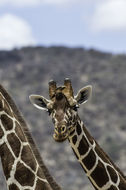 Image of Reticulated Giraffe