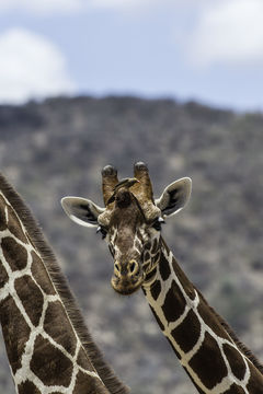 Plancia ëd <i>Giraffa camelopardalis reticulata</i>