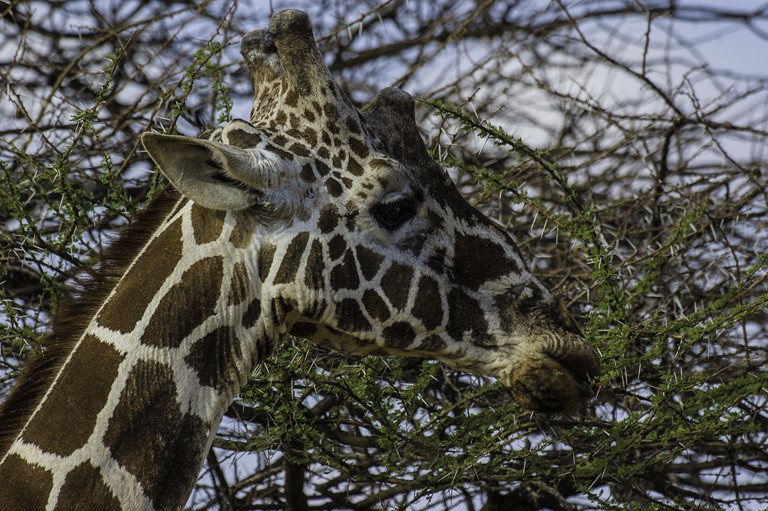 Image of Reticulated Giraffe