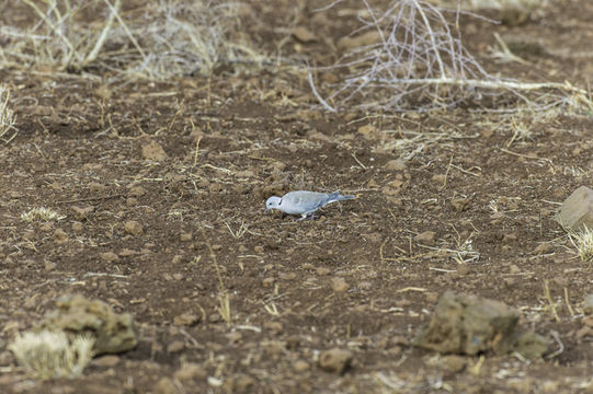 Image of Cape Turtle Dove