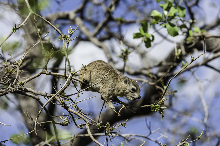 Image of Bush Hyrax