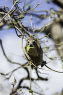 Слика од Heterohyrax brucei (Gray 1868)