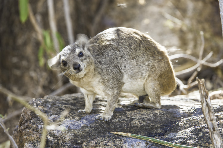 Image of Bush Hyrax