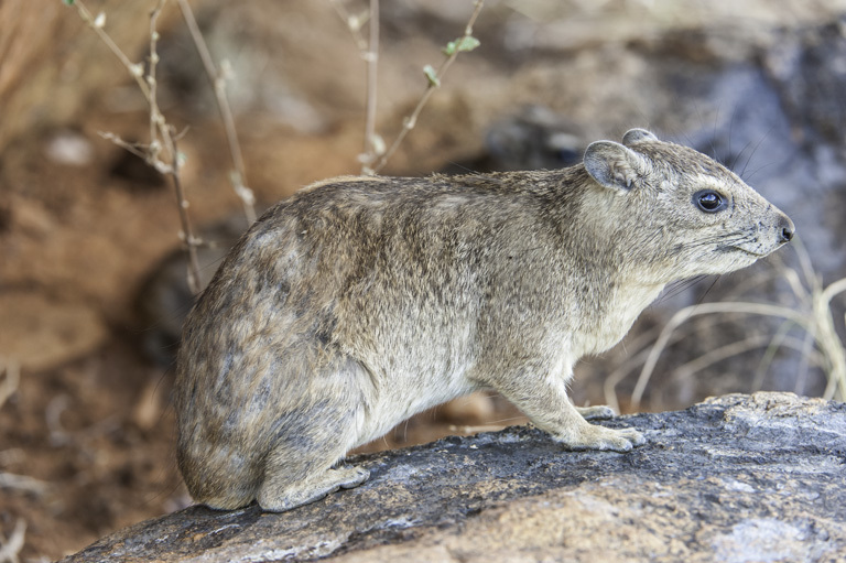 Image of Bush Hyrax