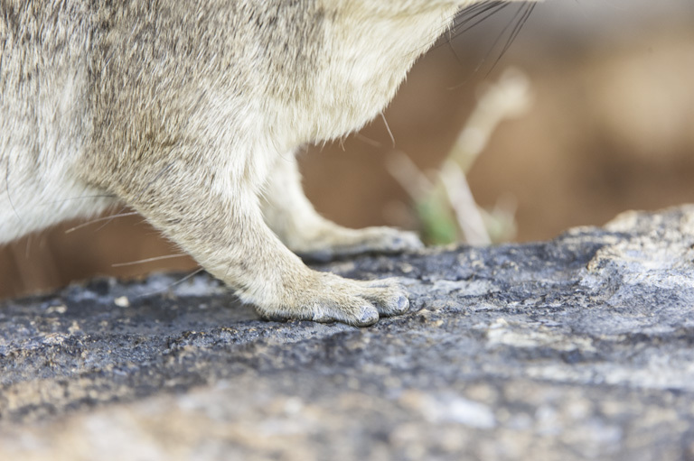 Image of Bush Hyrax