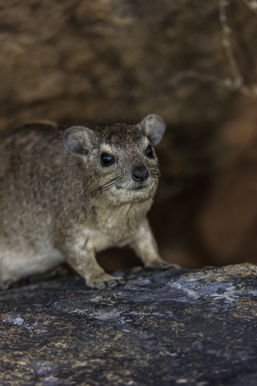 Слика од Heterohyrax brucei (Gray 1868)