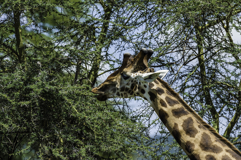 Plancia ëd <i>Giraffa camelopardalis rothschildi</i>