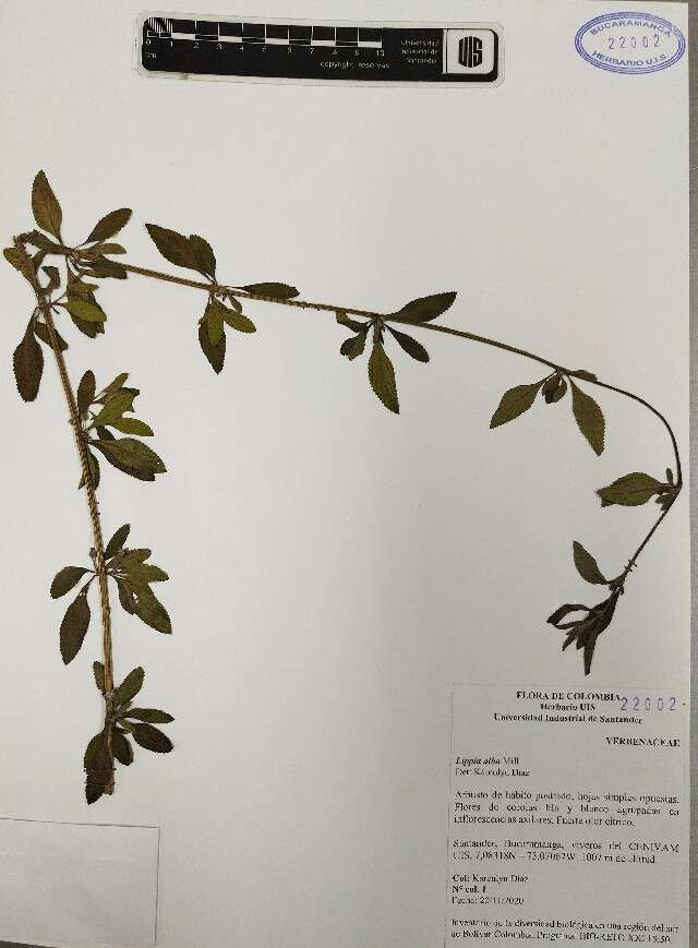 Image of lippia