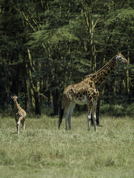 Plancia ëd <i>Giraffa camelopardalis rothschildi</i>