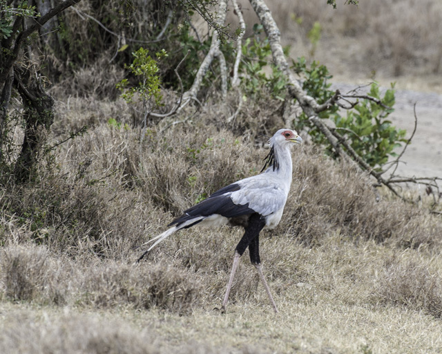 Image of Secretarybird