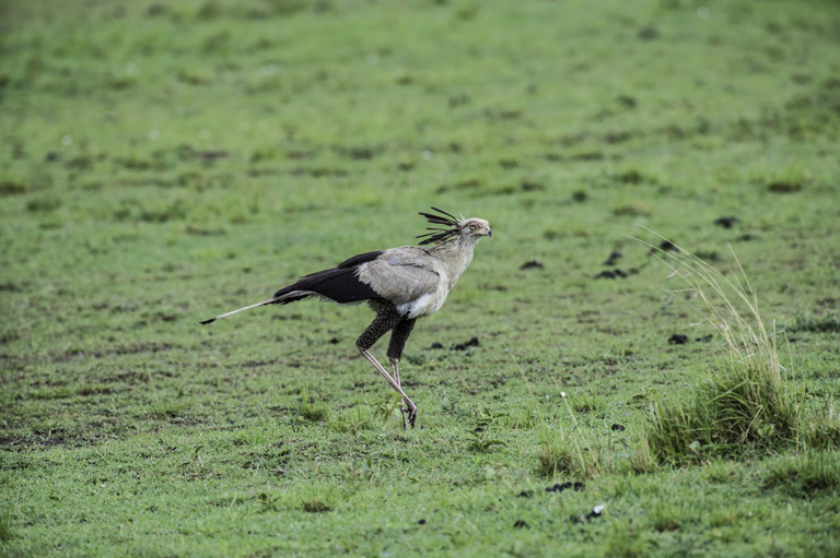 Image of Secretarybird