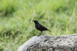 Image of Sooty Chat