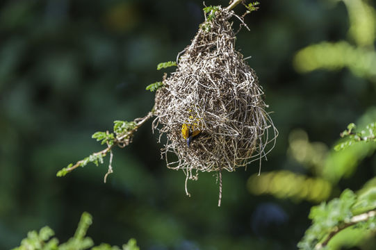 Image of Spectacled Weaver