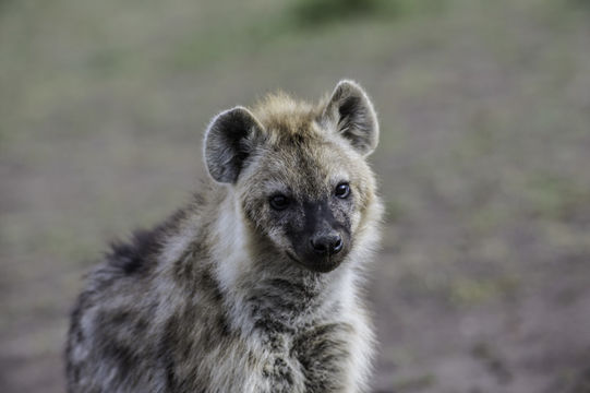 Image of Spotted Hyena