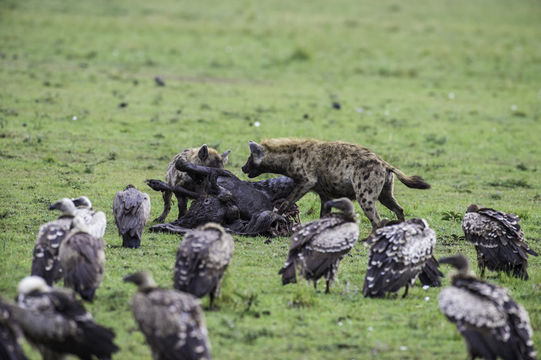 Image of Spotted Hyena